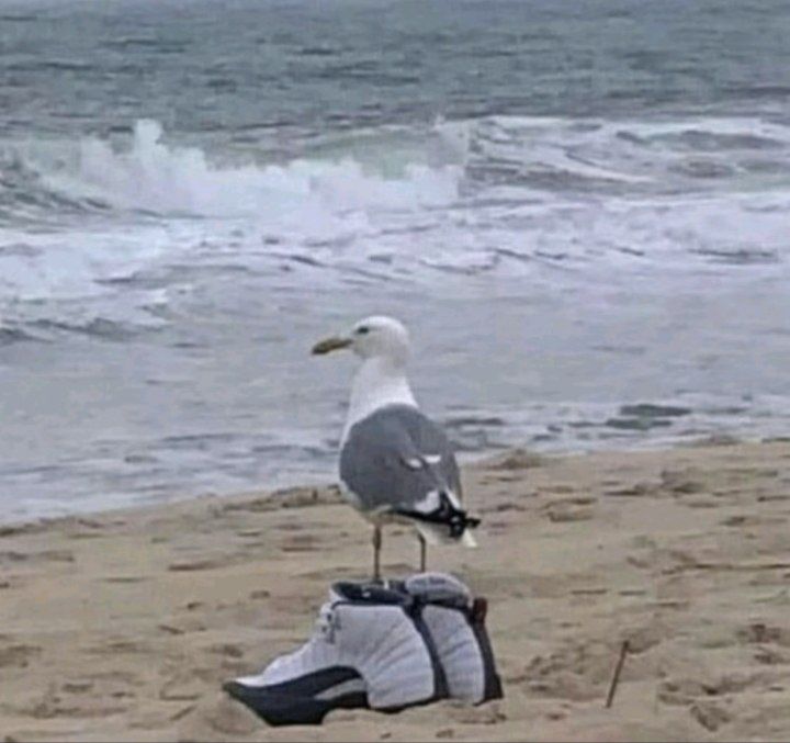 cool ahh duck - 1 of 1